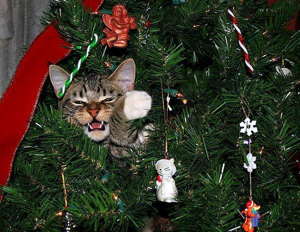 Um gato fofo que olha entre os galhos de uma árvore de Natal como um verdadeiro felino da savana